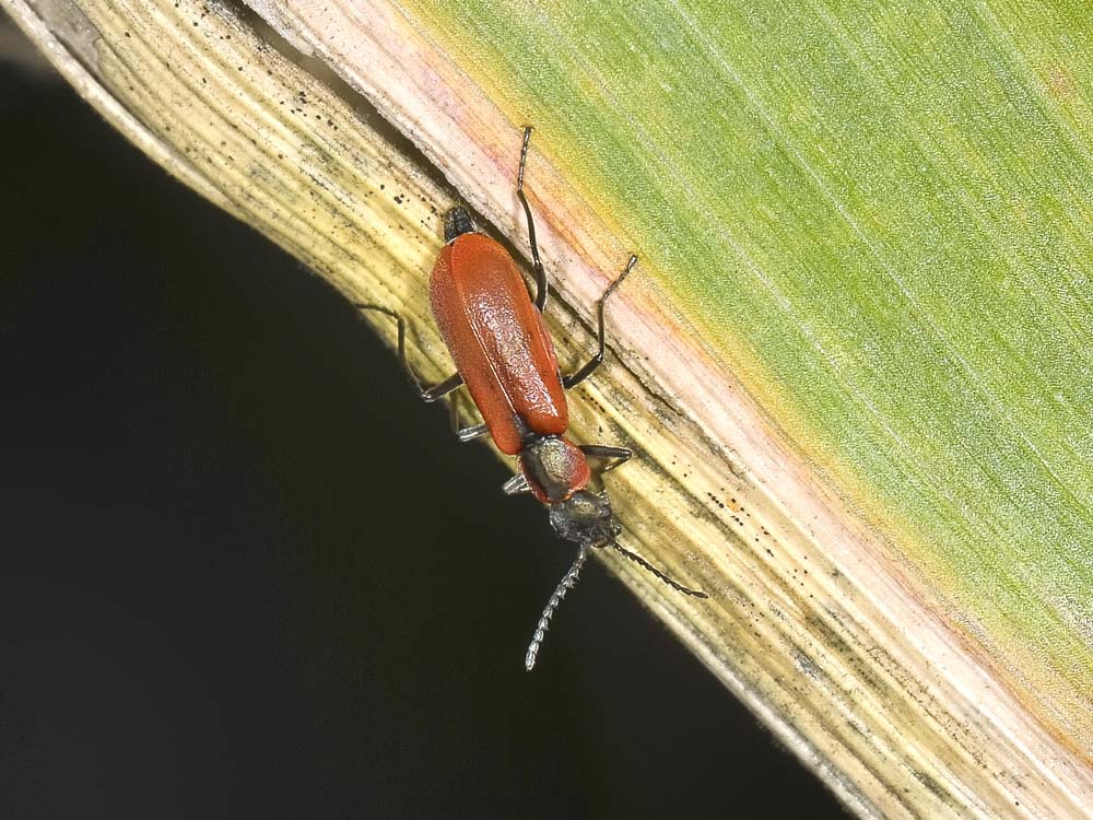 Anthocomus rufus
